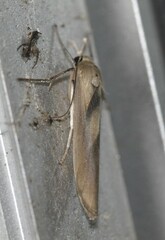 Calamidia hirta