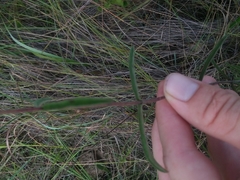 Eupatorium leucolepis