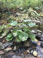 Darmera peltata