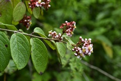 Heteropterys brachiata