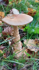 Amanita crocea