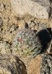 Mammillaria tetrancistra