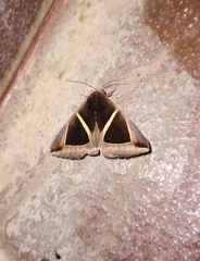 Chalciope