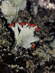 Cladonia pleurota