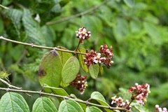 Heteropterys brachiata