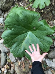 Darmera peltata