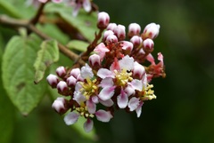 Heteropterys brachiata