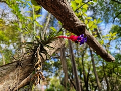 Tillandsia aeranthos