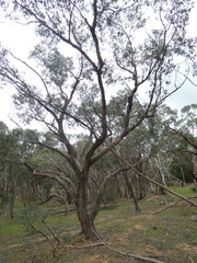 Eucalyptus obliqua