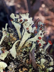 Cladonia pleurota