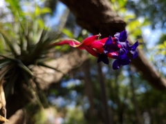 Tillandsia aeranthos