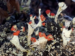 Cladonia pleurota