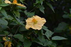 Dendrosida sharpiana