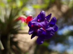 Tillandsia aeranthos