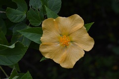 Dendrosida sharpiana