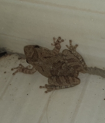 Scinax acuminatus