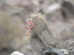 Cleistocactus hyalacanthus