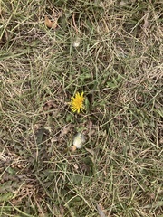 Taraxacum