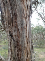 Eucalyptus obliqua