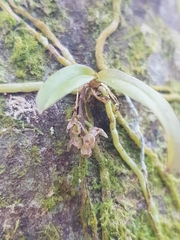 Drymoanthus adversus