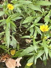 Bidens aristosa