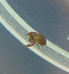 Cheliferoidea