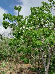 Caryocar brasiliense