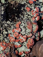 Cladonia pleurota