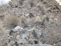 Cleistocactus hyalacanthus