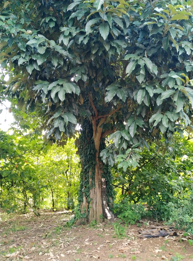 Gambeya albida