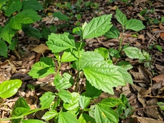 Pavonia sepium