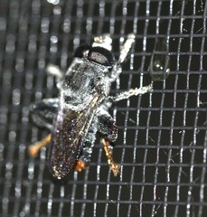 Malometasternum rufocaudatum