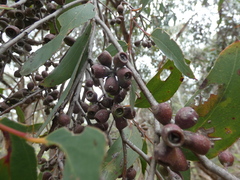 Eucalyptus obliqua