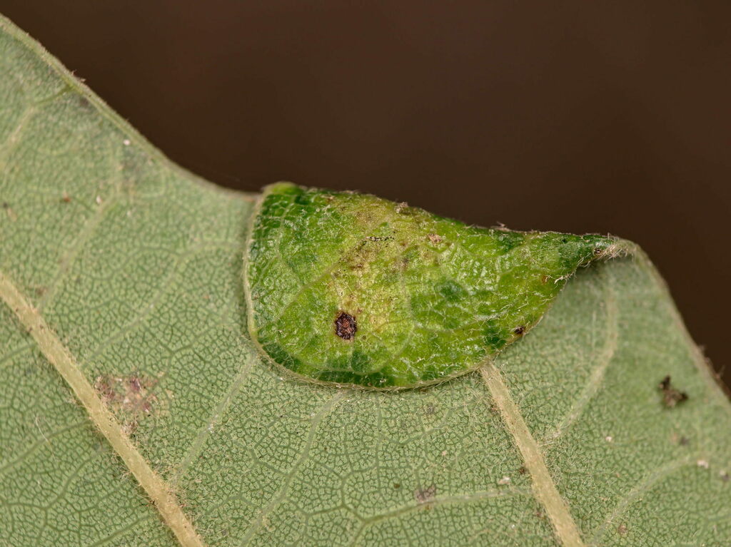 Macrodiplosis pustularis