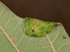 Macrodiplosis pustularis