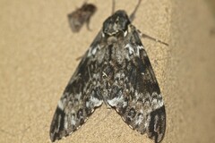 Psilogramma menephron