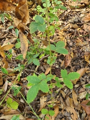 Agrimonia microcarpa