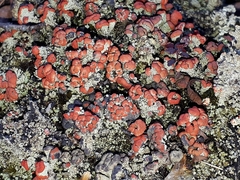 Cladonia pleurota