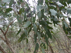 Eucalyptus obliqua