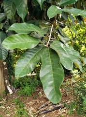 Chrysophyllum albidum image