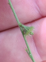 Agrimonia microcarpa