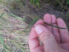 Eupatorium leucolepis