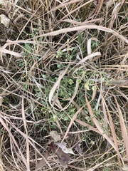 Symphyotrichum sericeum