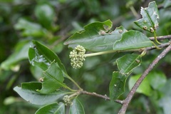 Pisonia donnellsmithii