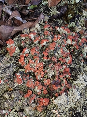 Cladonia pleurota