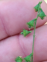 Agrimonia microcarpa