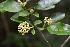 Pisonia donnellsmithii