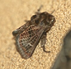 Doratifera vulnerans