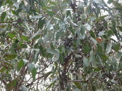 Eucalyptus obliqua
