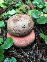 Rubroboletus pulcherrimus